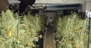 La Policia Local de Sant Celoni localitza una plantació de marihuana dins un habitatge
