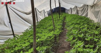 Sis detinguts per cultivar marihuana al massís del Montseny